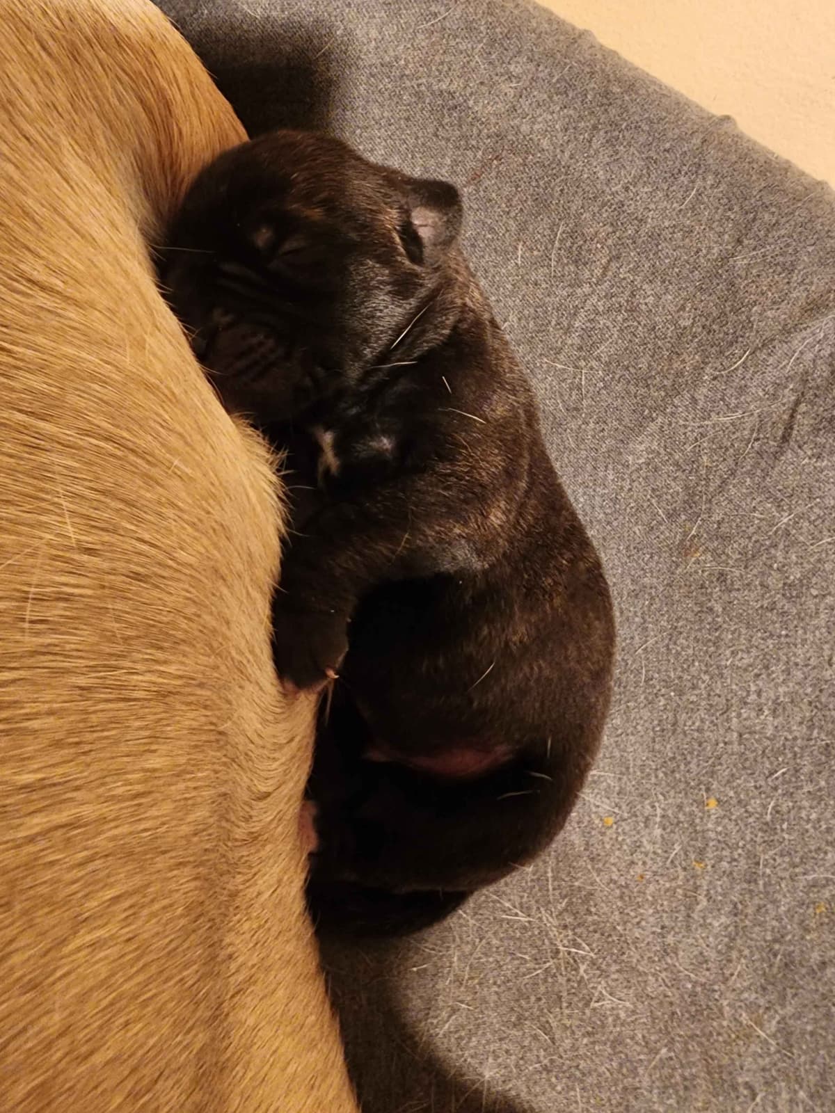 English Mastiff Puppies breeder image 4