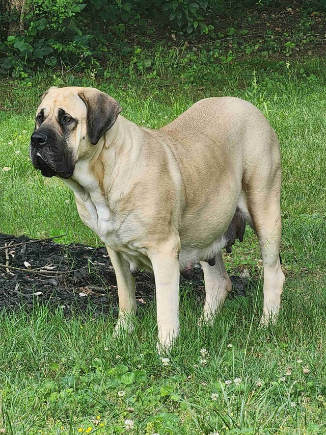 English Mastiff Puppies media 18