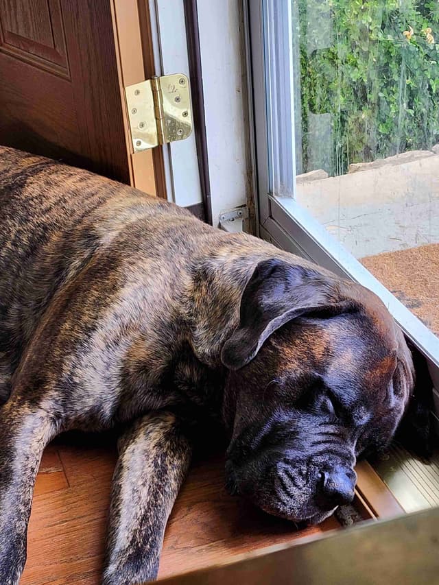 English Mastiff Puppies media 19