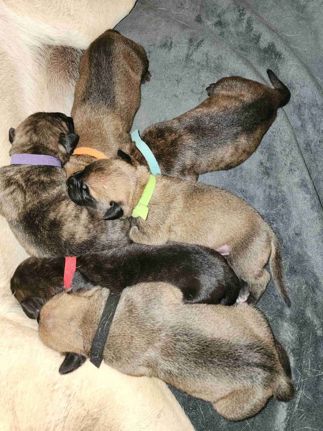 English Mastiff Puppies media 12