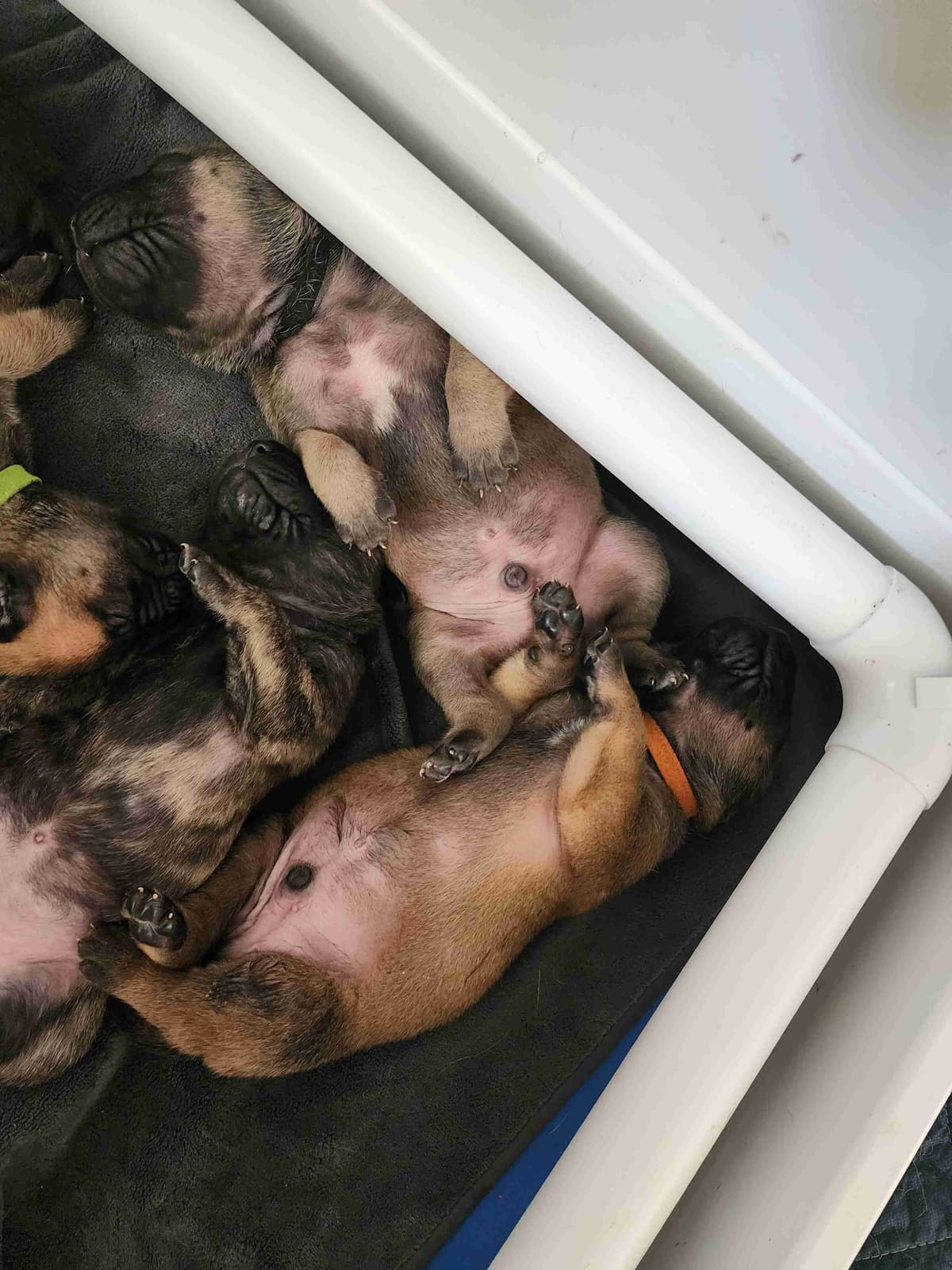 English Mastiff Puppies breeder image 5
