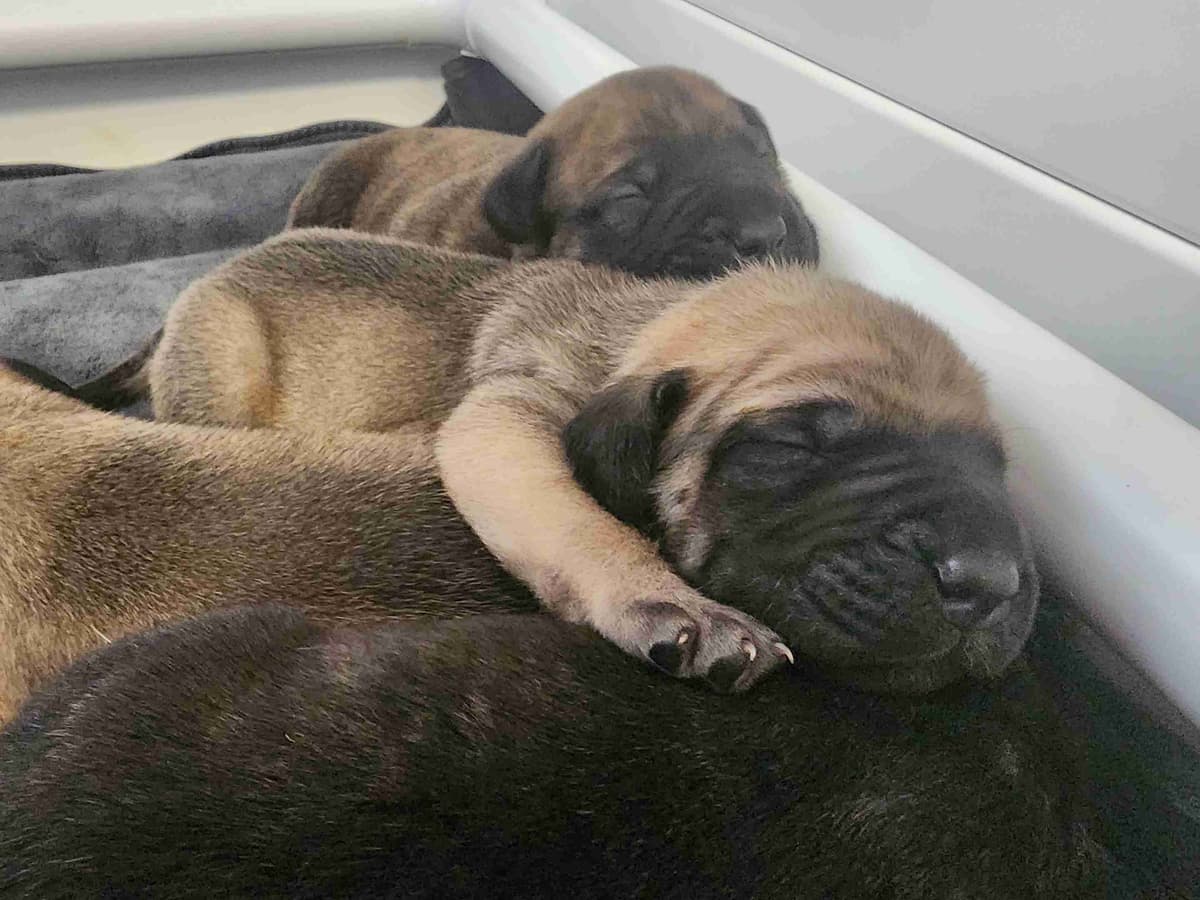 English Mastiff Puppies breeder image 7