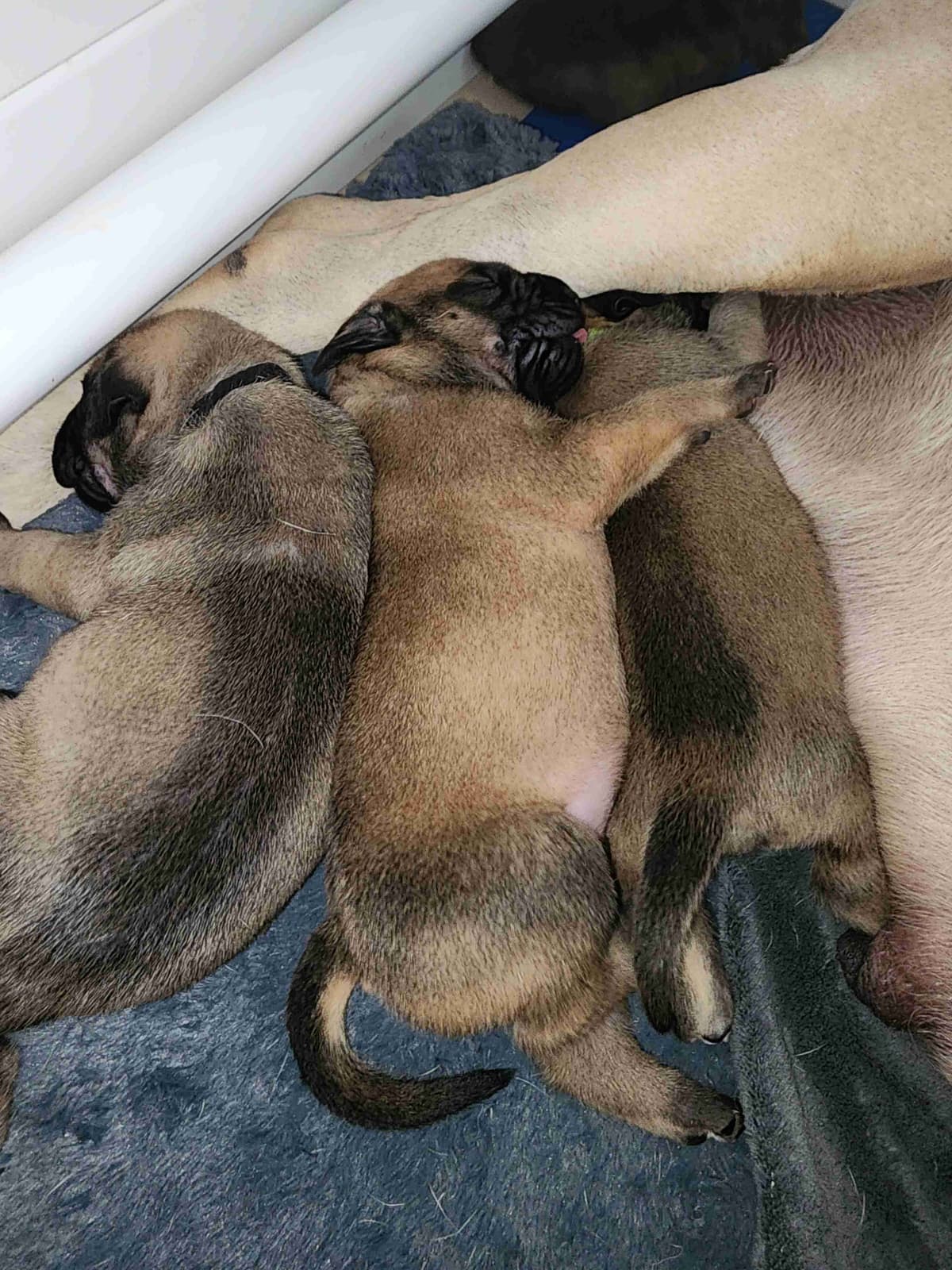 English Mastiff Puppies breeder image 9