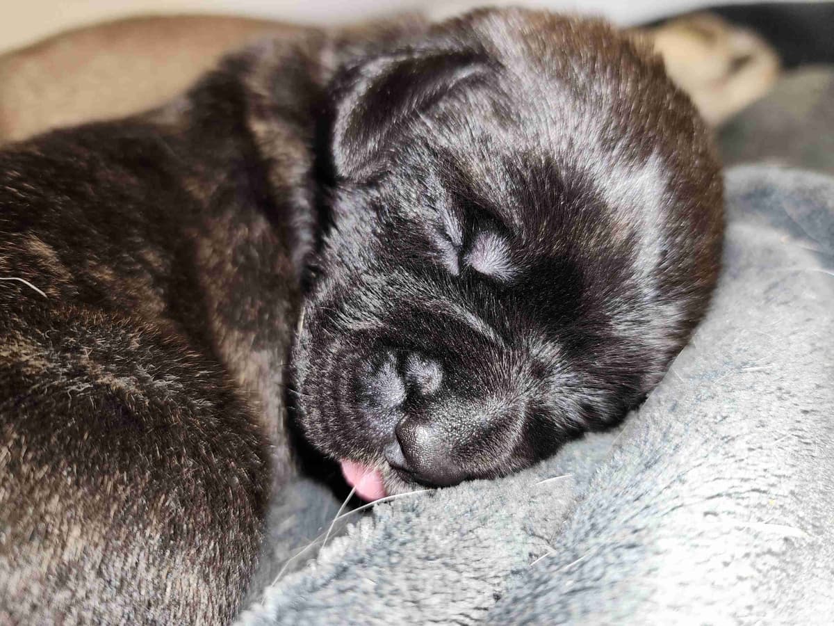 English Mastiff Puppies breeder image 10