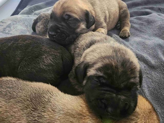 English Mastiff Puppies media 14