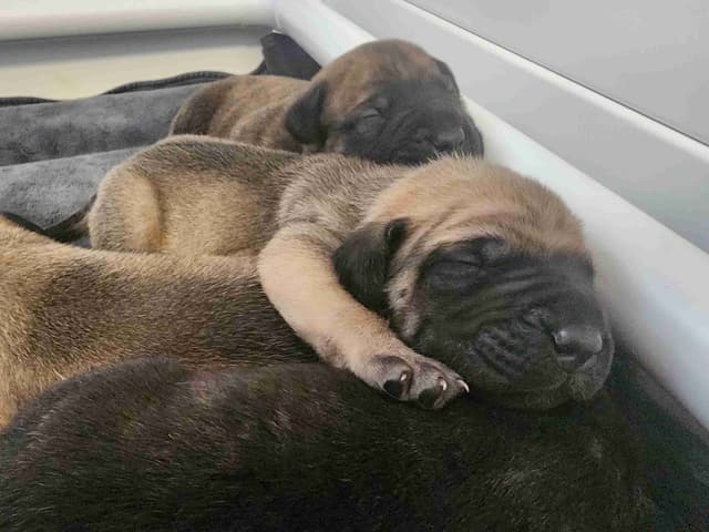 English Mastiff Puppies media 13
