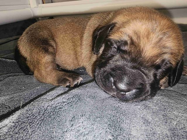 English Mastiff Puppies media 15