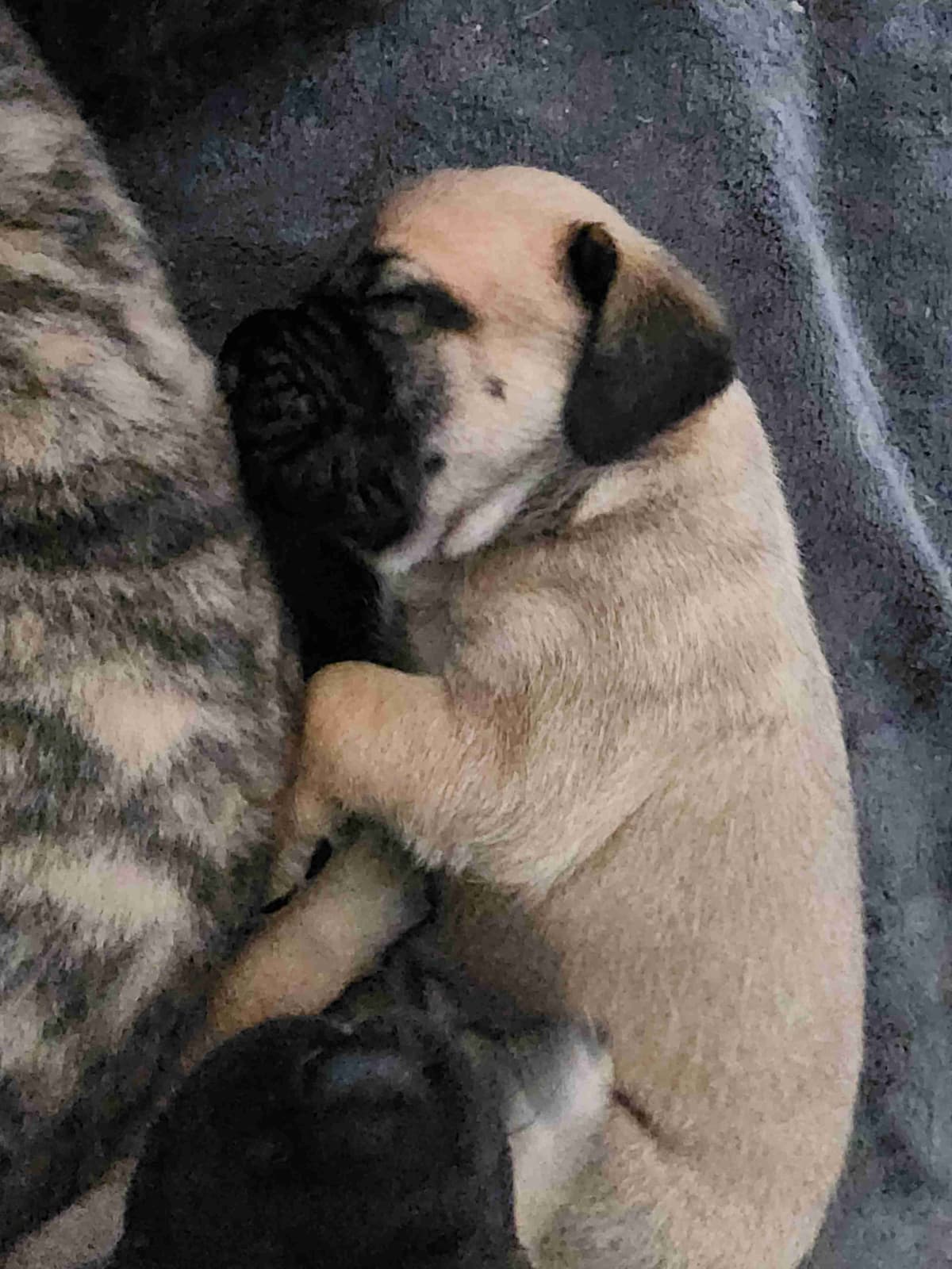 English Mastiff Puppies breeder image 12