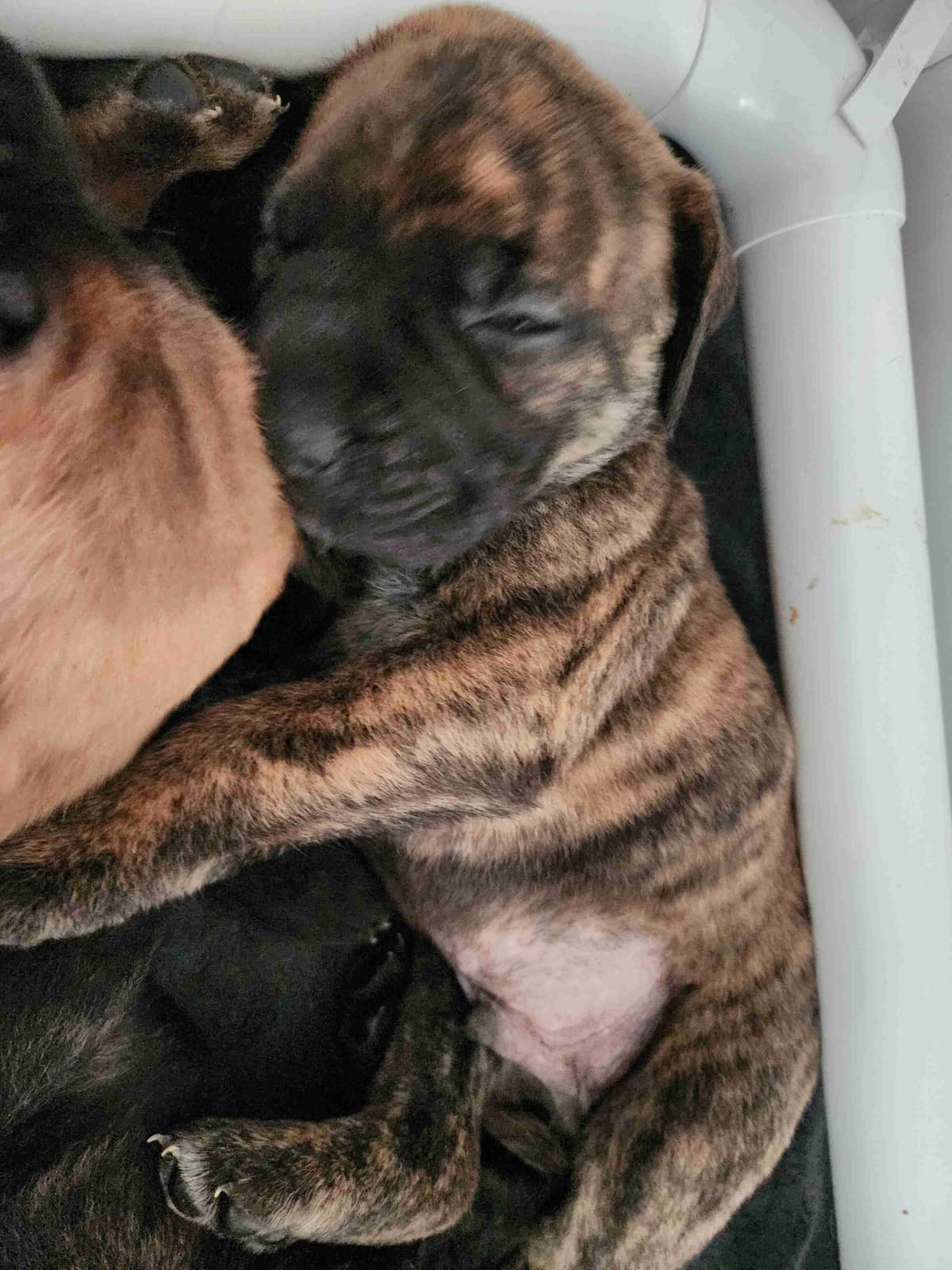 English Mastiff Puppies breeder image 14