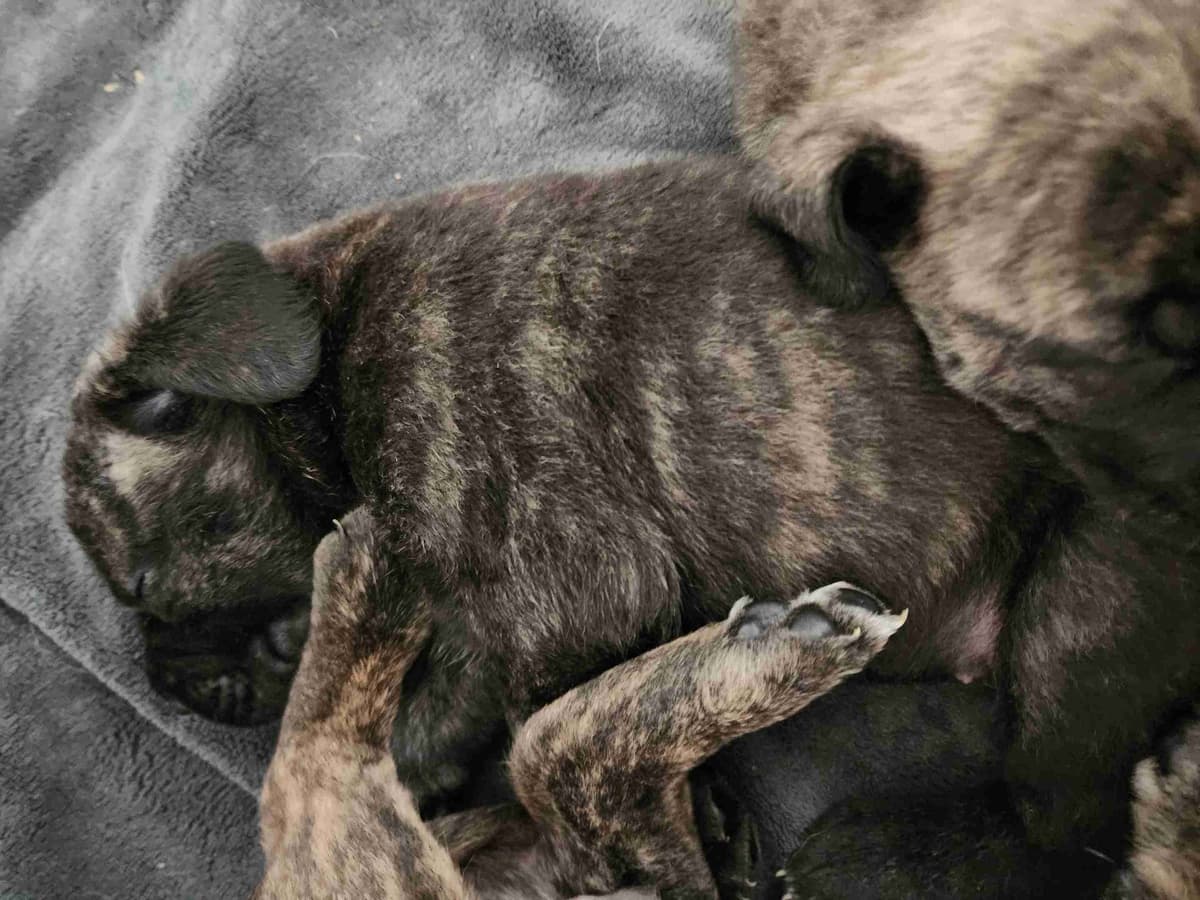 English Mastiff Puppies breeder image 13