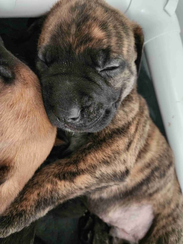 English Mastiff Puppies media 6