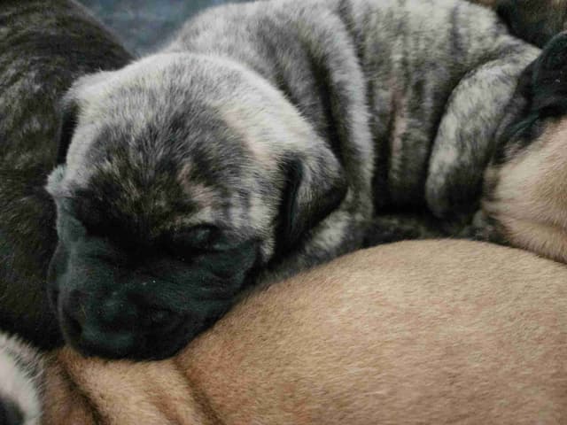 English Mastiff Puppies media 8