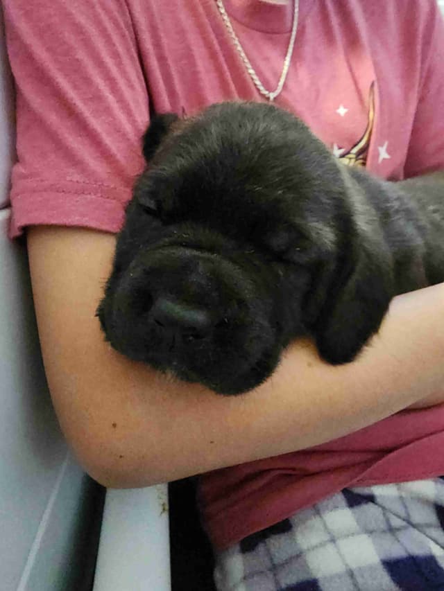 English Mastiff Puppies media 7