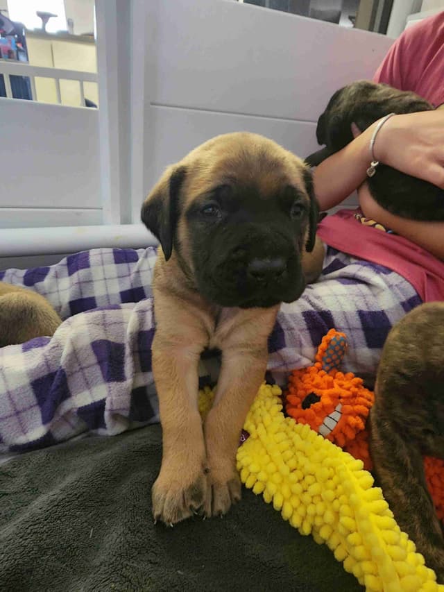 English Mastiff Puppies media 9