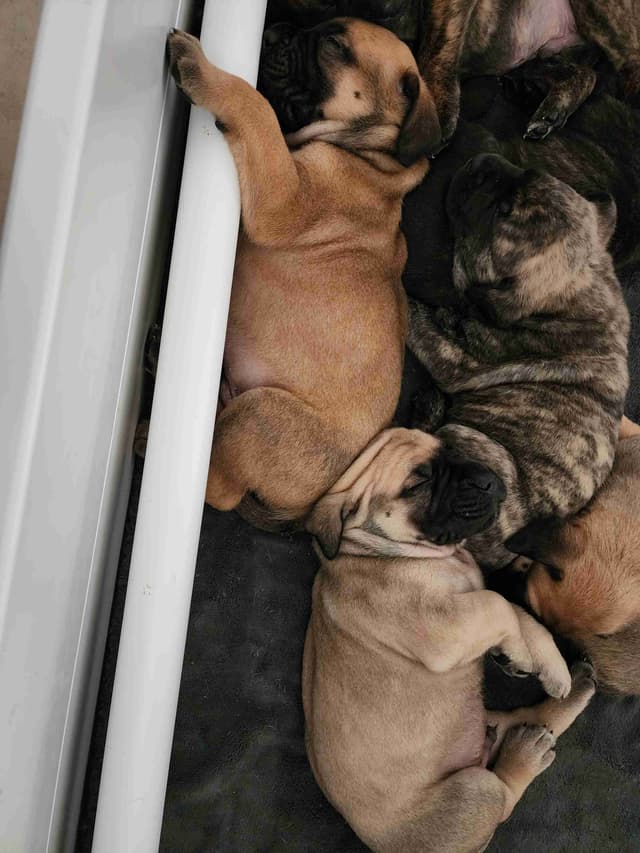English Mastiff Puppies media 10