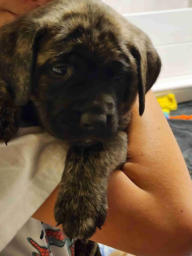 English Mastiff Puppies media 3