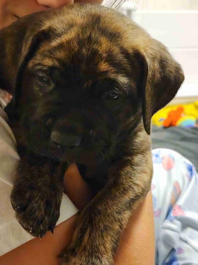 English Mastiff Puppies media 5