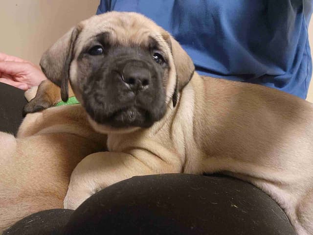 English Mastiff Puppies media 4