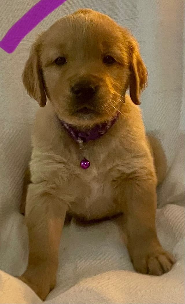 Golden Retriever Puppies