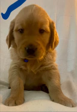 Golden Retriever Puppies thumbnail 2