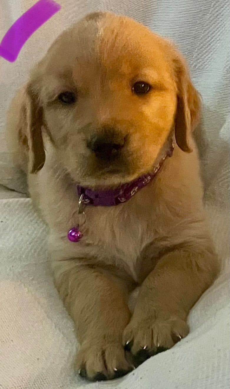 Golden Retriever Puppies photo 3