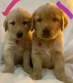 Golden Retriever Puppies thumbnail 4
