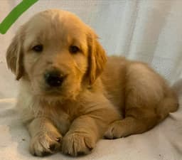 Golden Retriever Puppies thumbnail 5
