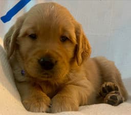 Golden Retriever Puppies thumbnail 6
