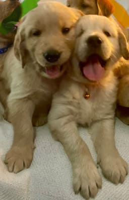 Golden Retriever Puppies thumbnail 7