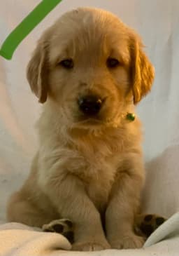 Golden Retriever Puppies thumbnail 8