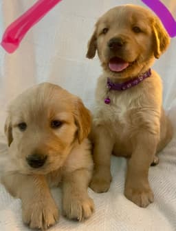 Golden Retriever Puppies thumbnail 9