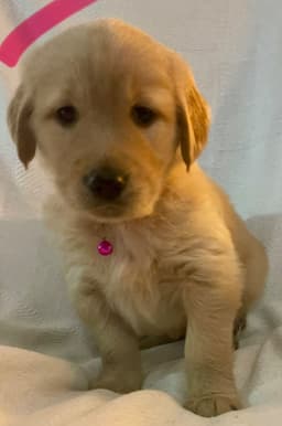 Golden Retriever Puppies thumbnail 10