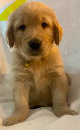 Golden Retriever Puppies thumbnail 11