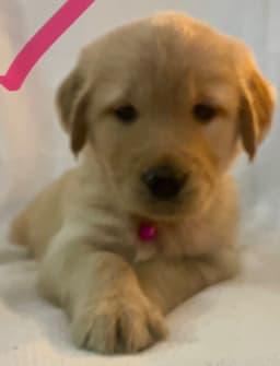 Golden Retriever Puppies thumbnail 12