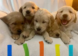 Golden Retriever Puppies thumbnail 13