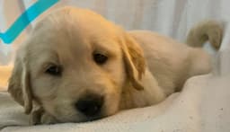 Golden Retriever Puppies thumbnail 14