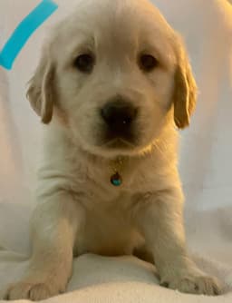 Golden Retriever Puppies thumbnail 15