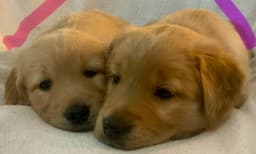 Golden Retriever Puppies thumbnail 16