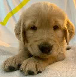 Golden Retriever Puppies thumbnail 17