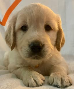 Golden Retriever Puppies thumbnail 18