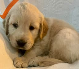 Golden Retriever Puppies thumbnail 19