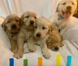 Golden Retriever Puppies thumbnail 20