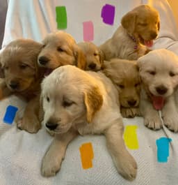 Golden Retriever Puppies thumbnail 21
