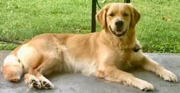 Golden Retriever Puppies thumbnail 22