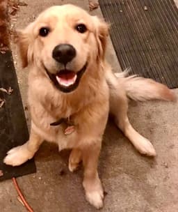 Golden Retriever Puppies thumbnail 23