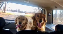 Golden Retriever Puppies thumbnail 24
