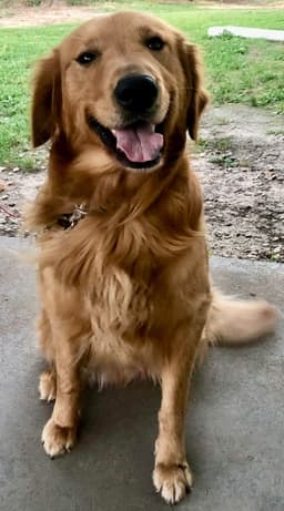 Golden Retriever Puppies thumbnail 25