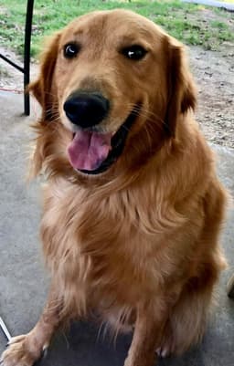 Golden Retriever Puppies thumbnail 26