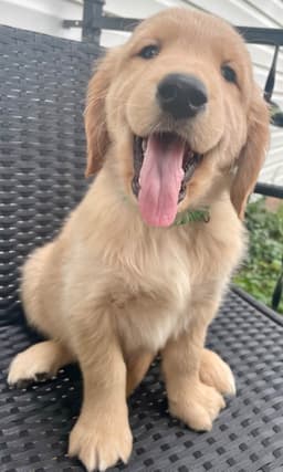 Golden Retriever Puppies thumbnail 27