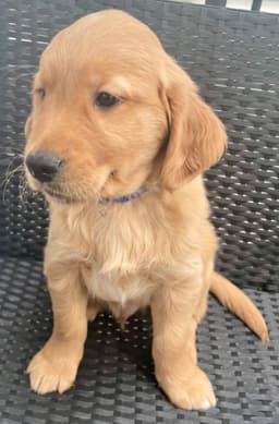 Golden Retriever Puppies thumbnail 28